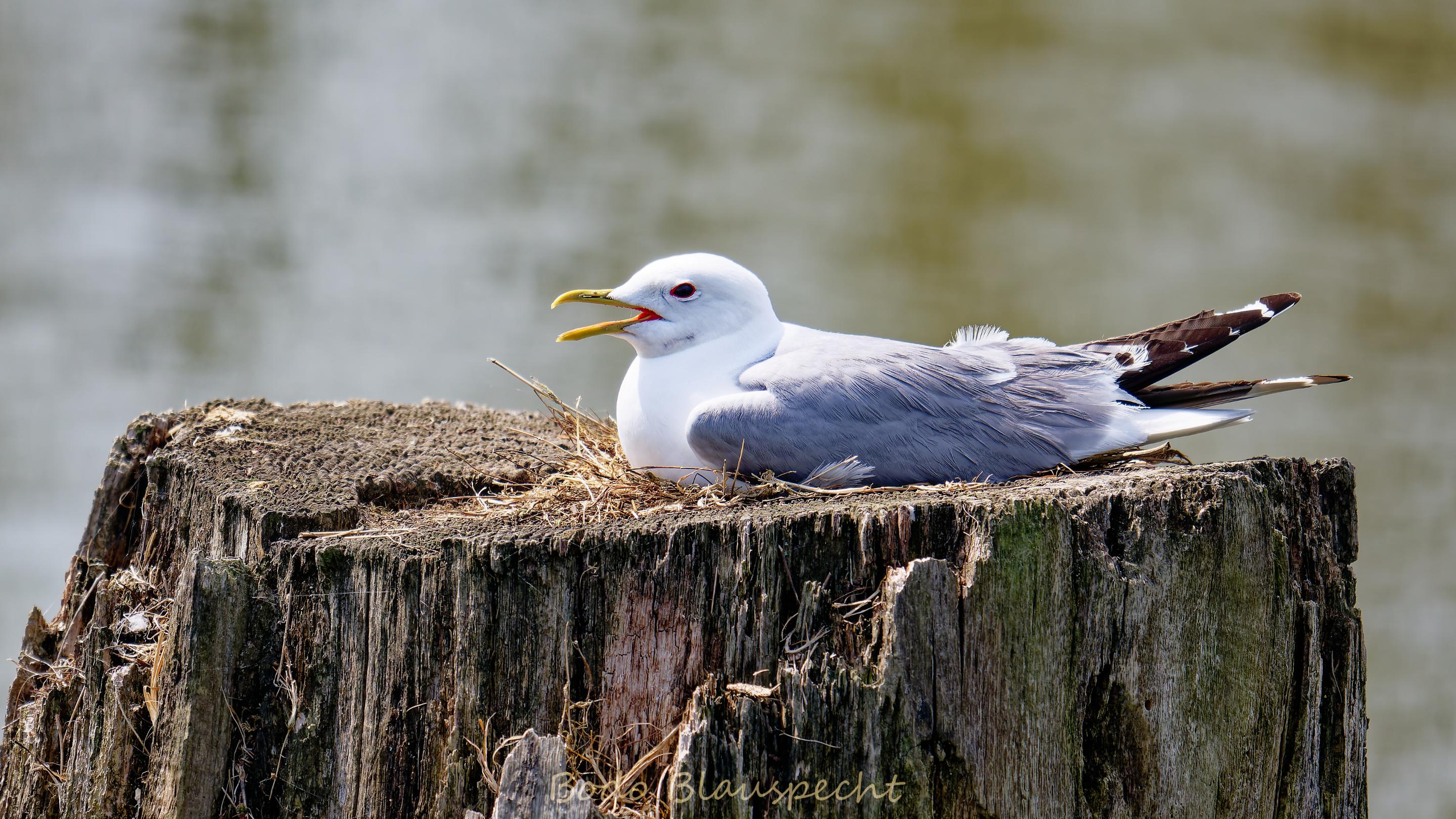 06.22 11.44 12   Natur   Geltinger Birk HQ